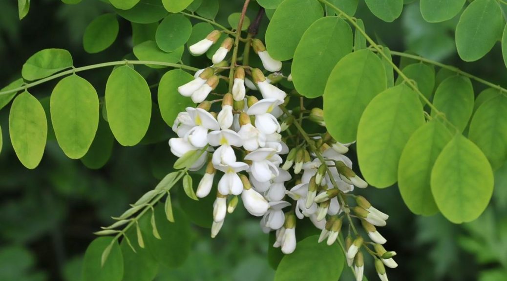 Flor blanca acacia
