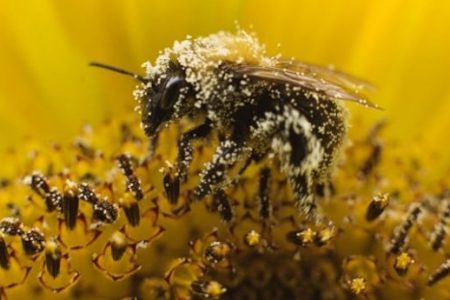 abeja cubierta de polen